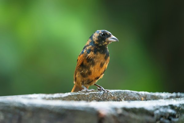 Bijoux en rubis : top conseils pour choisir et entretenir vos pièces